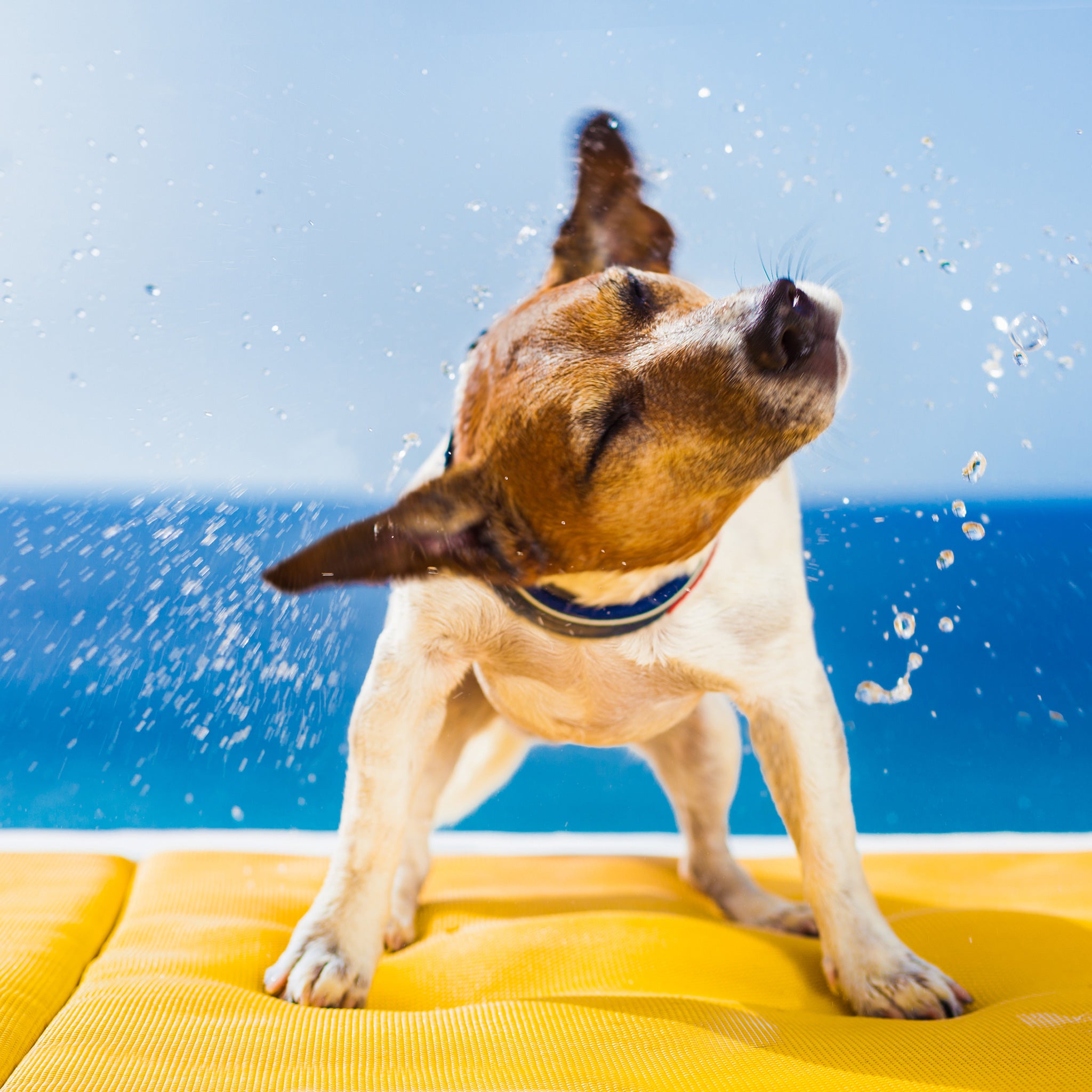 zym-l-eqs-ocean-mineral-bath-hundeshampoo-mild image 3